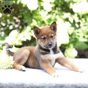 Brynn, Shiba Inu Puppy